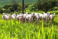 Cinco estados lideram aplicação de recursos para ações de sustentabilidade