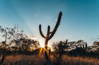 Com biodiversidade única, Caatinga é fonte de oportunidades para produtos e alimentos diferenciados