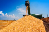 Conab estima safra recorde para milho 2ª safra com produção superior a 87 milhões de toneladas