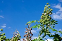 Conab prevê crescimento na produção de mamona e amendoim