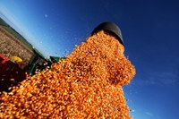 Conab prevê supersafra de 232 milhões de toneladas de grãos