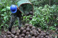 Consumo de castanha cresce 8% ao ano e produtores buscam apoio para produzir e exportar mais