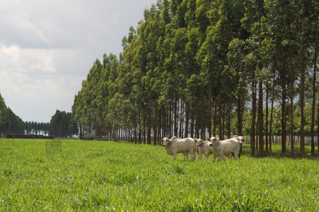 Gabriel Faria/Embrapa