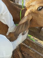 Mapa realiza simulação de emergência zoossanitária em Mato Grosso