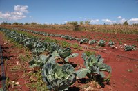 Cresce percentual de orgânicos nas compras do Programa de Aquisição de Alimentos