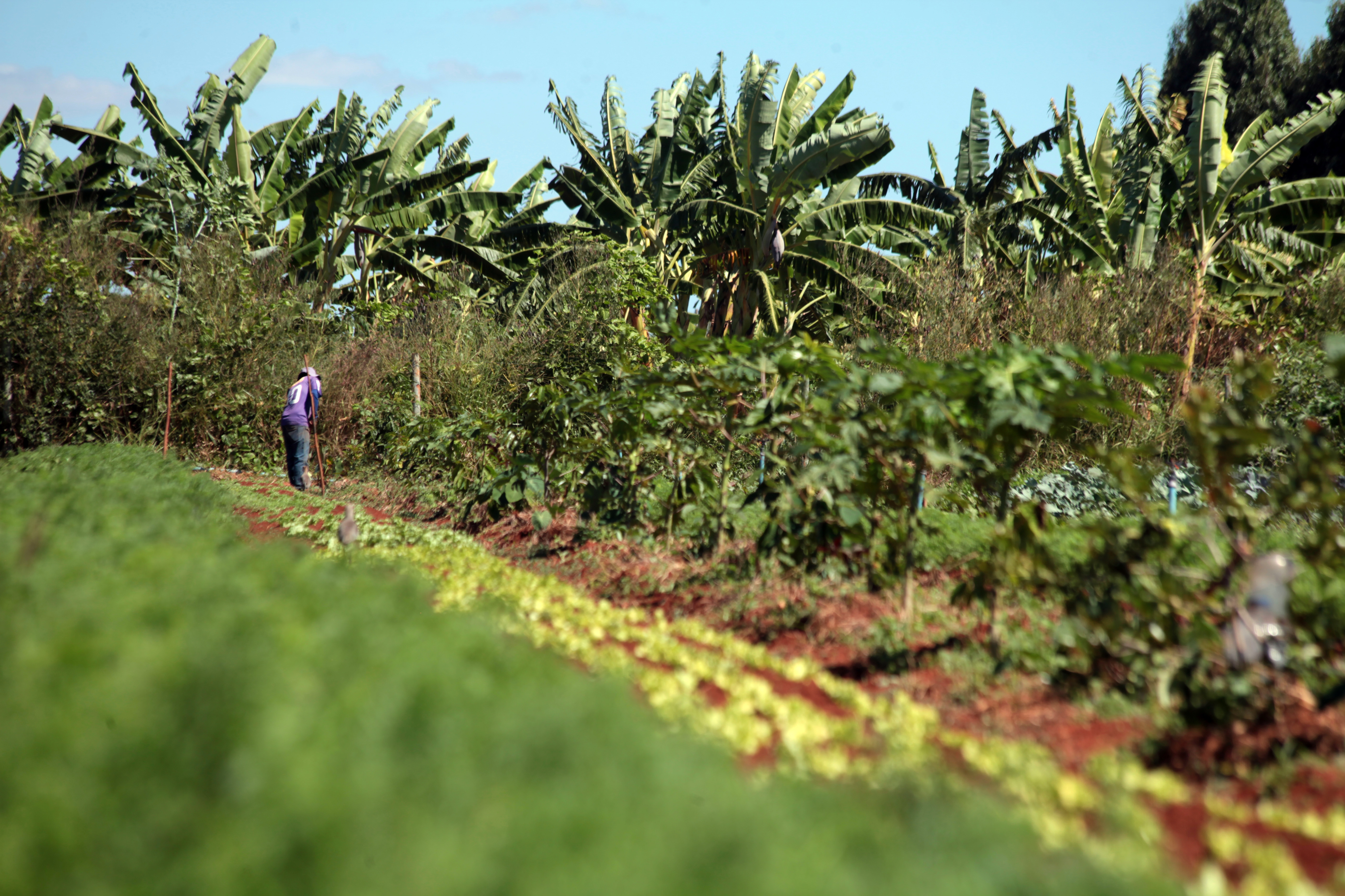 Antônio Araújo/Mapa