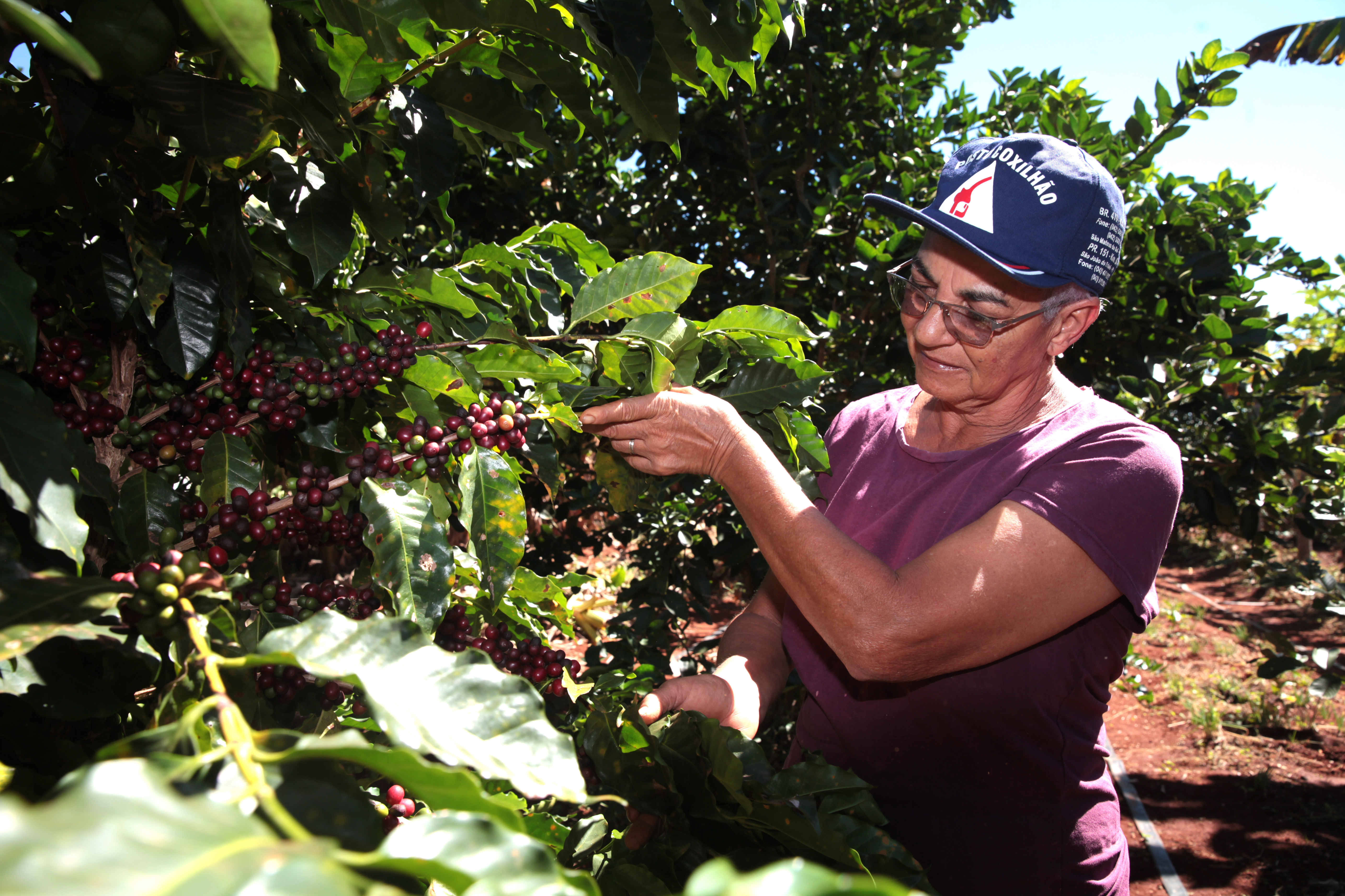 Antônio Araújo/Mapa