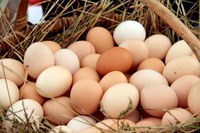 Crescem exportações brasileiras de ovos frescos para o Japão