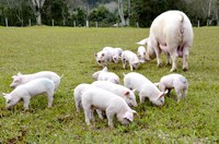 Custos de produção de suínos e de frangos de corte caem 30% nos últimos 12 meses