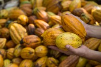 Desafio para startups busca soluções inovadoras para os principais desafios da cacauicultura brasileira