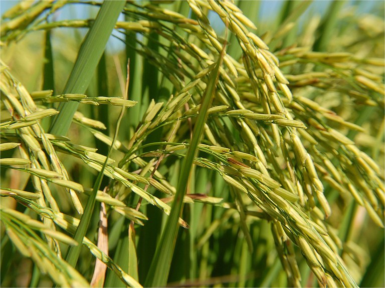 arroz gov BR.jpg