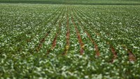 Diário Oficial traz publicação de defensivos agrícolas, com genéricos e produtos mais modernos