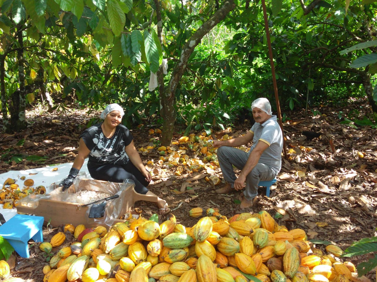 Cacauicultor Ivan Dantas 2