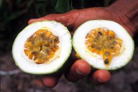 Divulgada lista dos produtos com direito a bônus do PGPAF em setembro