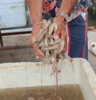 Dos viveiros à mesa do consumidor, cultivo de camarão em cativeiro impulsiona economia do Nordeste