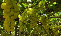 Embrapa apresenta primeira cultivar de uva 100% nordestina