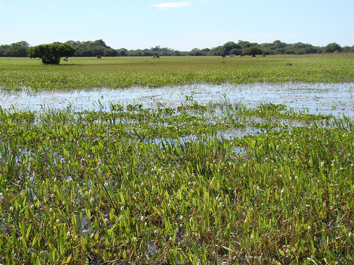 Pantanal - Foto Embrapa.jpg