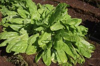 Embrapa estimula produção de orgânicos em Mato Grosso do Sul