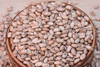 Embrapa lança nova cultivar de feijão carioca de alta produtividade