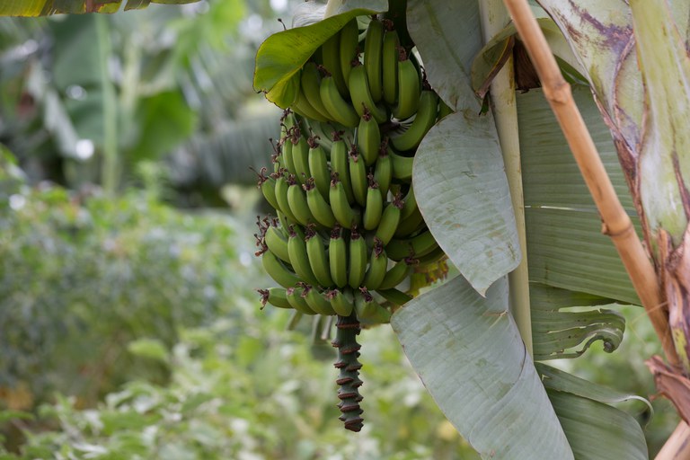 bananeira1.jpg
