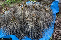 Evento virtual vai debater o potencial dos produtos florestais não madeireiros