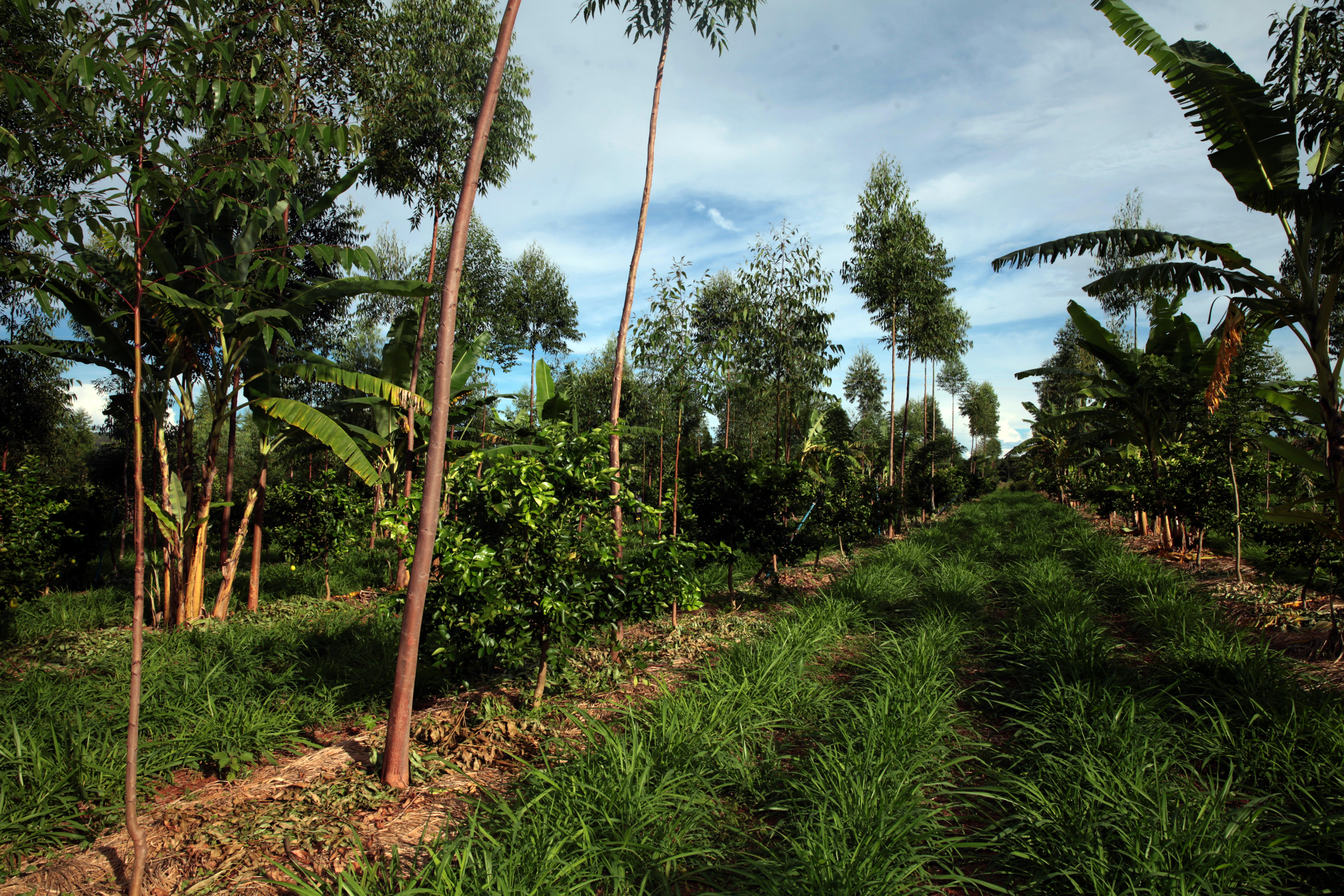 Antônio Araújo/Mapa