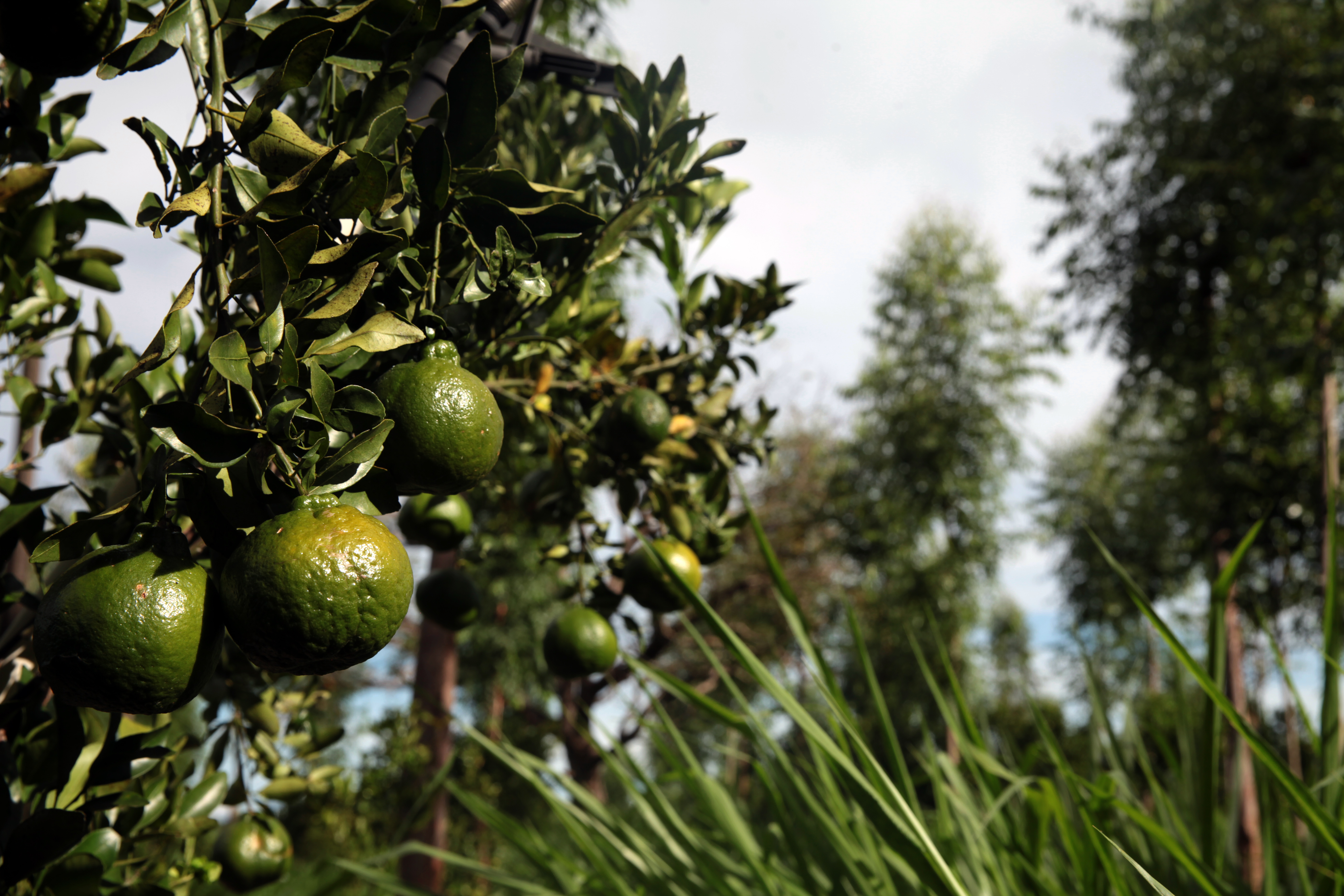 Antônio Araújo/Mapa