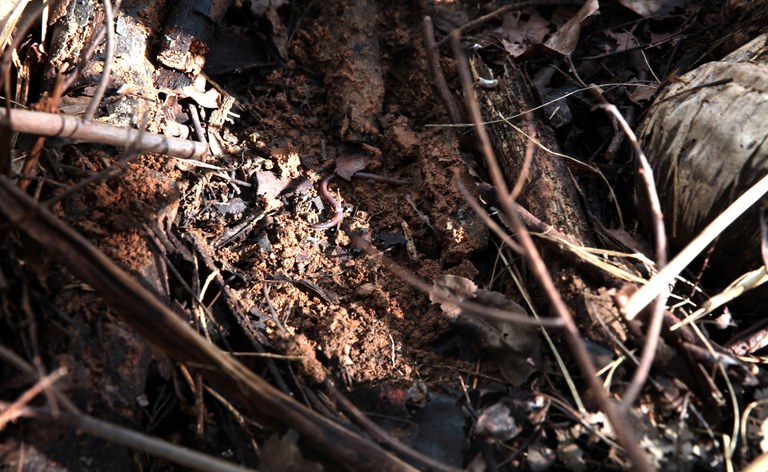 Antônio Araújo/Mapa