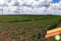 Mercado de biodefensivos cresce mais de 70% no Brasil em um ano