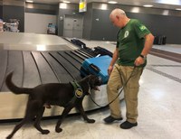 Com ajuda de cão, Vigiagro age para prevenir ingresso de peste suína africana