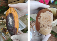 Foco de praga que atinge cultivo de cacau e cupuaçu é detectado no Acre