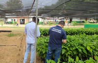 Força-tarefa fiscaliza produção e comercialização clandestina de sementes e mudas de cacau no Pará