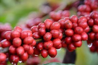 Funcafé ultrapassa R$ 3,5 bi em desembolsos na safra 2018/2019 e bate recorde