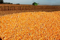 Governo destina R$ 750 milhões para sustentação de preço ao produtor de milho