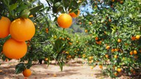 Governo reajusta preços mínimos para laranja, trigo e café