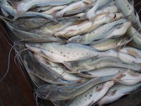 Grupo de Trabalho vai avaliar técnicas sustentáveis para a pesca da piracatinga