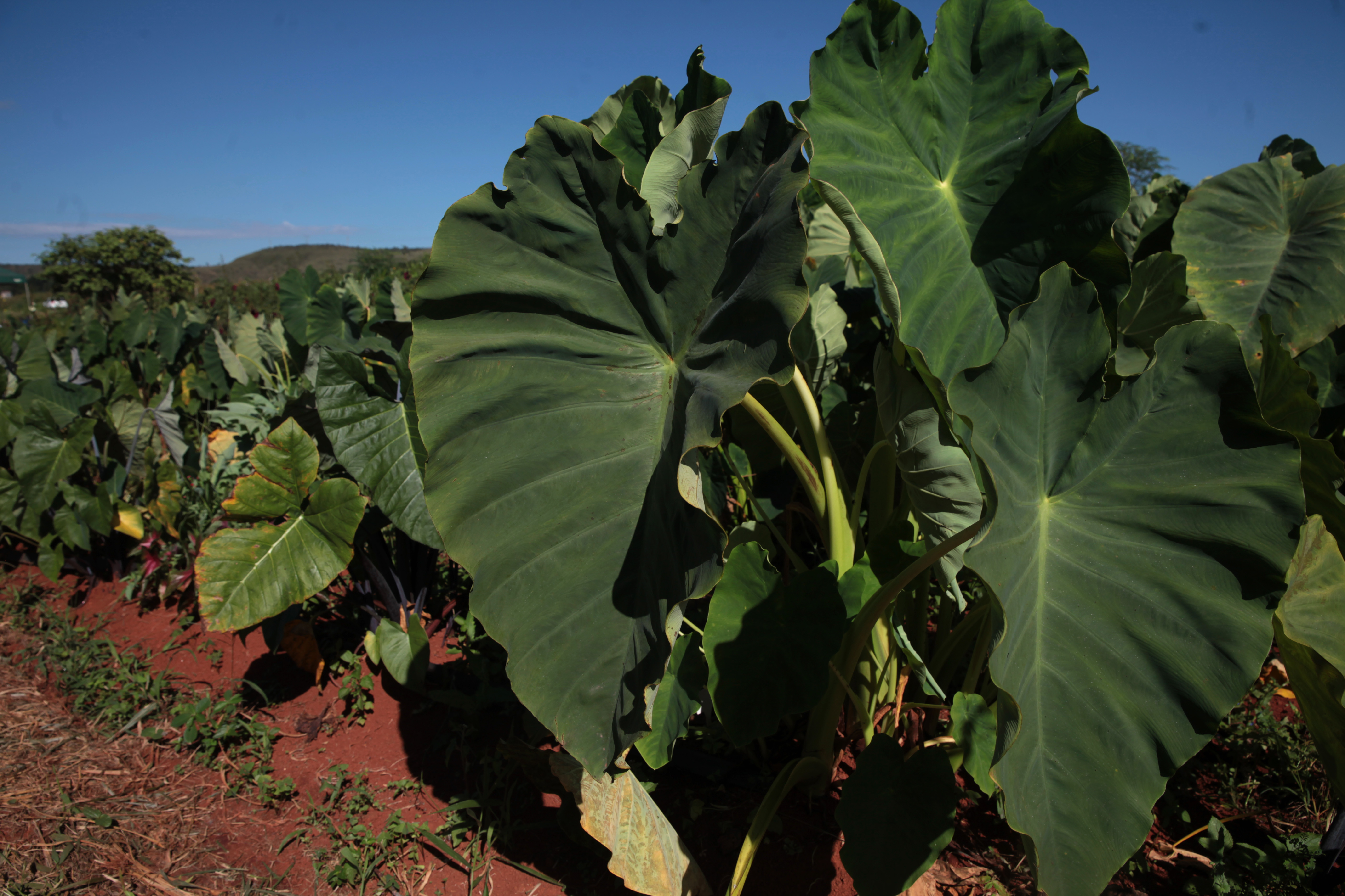 Antônio Araújo/Mapa