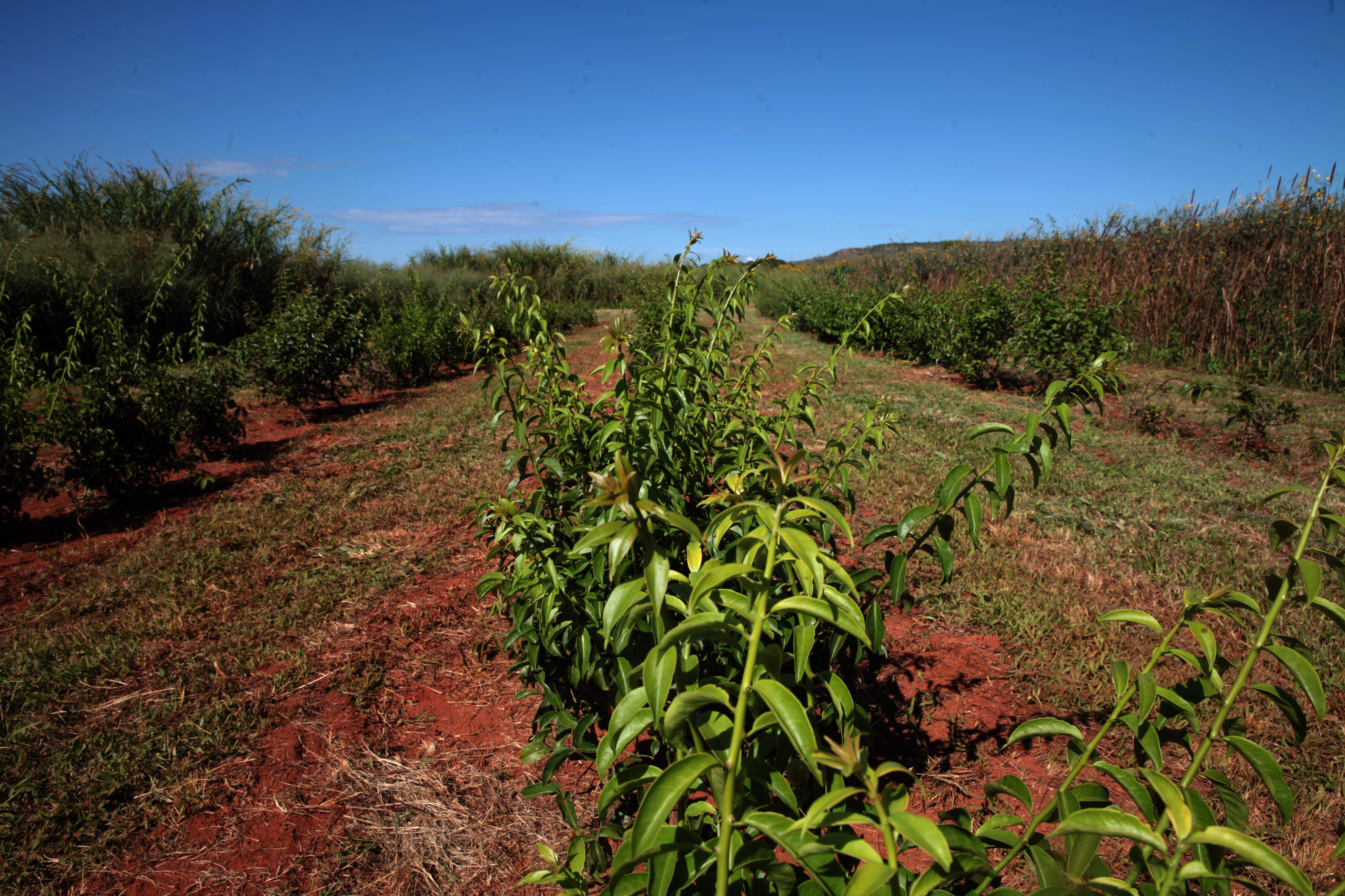 Antônio Araújo/Mapa