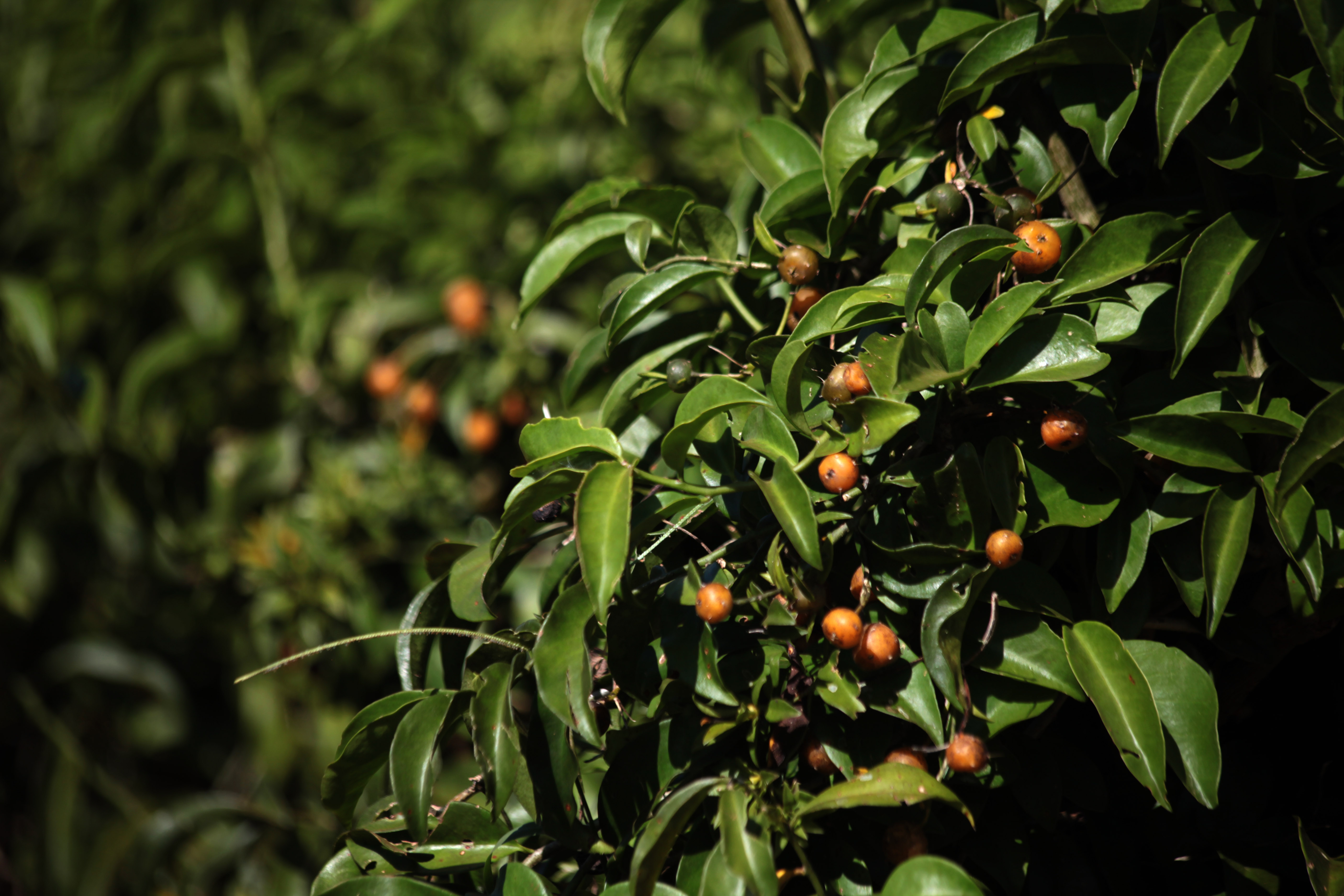Antônio Araújo/Mapa