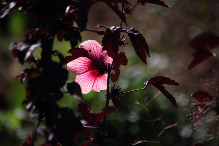 Antônio Araújo/Mapa