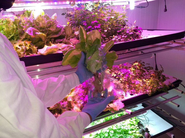 Folhosa recém-colhida e produzida em fazenda vertical (crédito foto Italo Guedes) (1).jpg