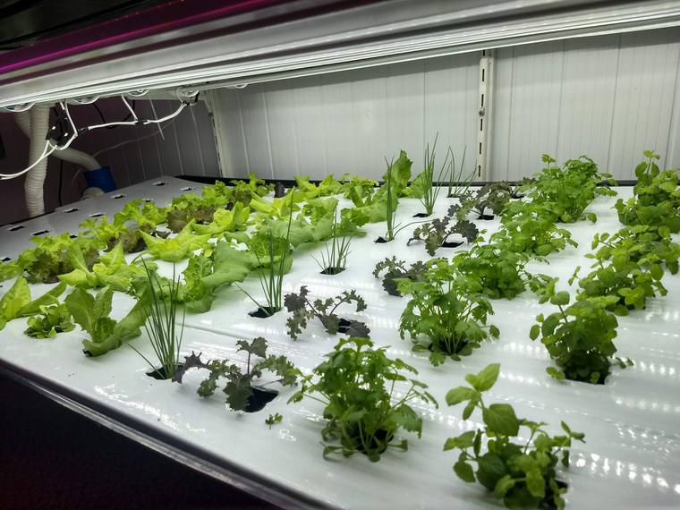 Produção de hortaliças em fazenda vertical (crédito foto Italo Guedes) (8).jpg