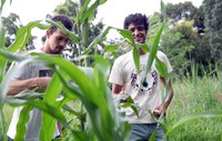 Hortas ganham espaço nas cidades e se tornam alternativa de acesso à comida saudável