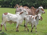 Índia vai comprar do Brasil bois para reprodução e ovos sem patógenos específicos