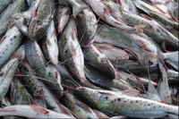 Lanagro de Goiás é referência internacional em DNA de peixes