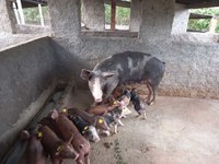 Mais de 120 mil animais foram imunizados contra Peste Suína Clássica em Alagoas