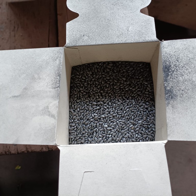 Fiscalização MS Sementes (novembro) (4).jpeg