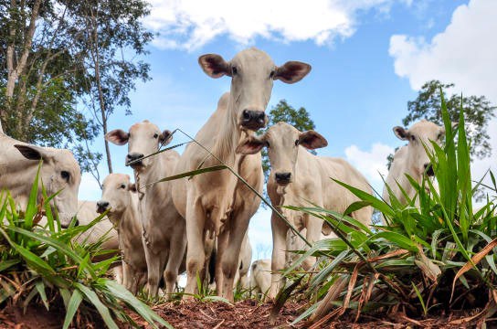 Fabiano Bastos/Embrapa