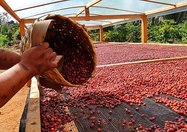 Café Robusta Amazônia - Embrapa.jpg