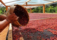 Mapa apresenta em feira o Selo de Indicação Geográfica para o café robusta das Matas de Rondônia